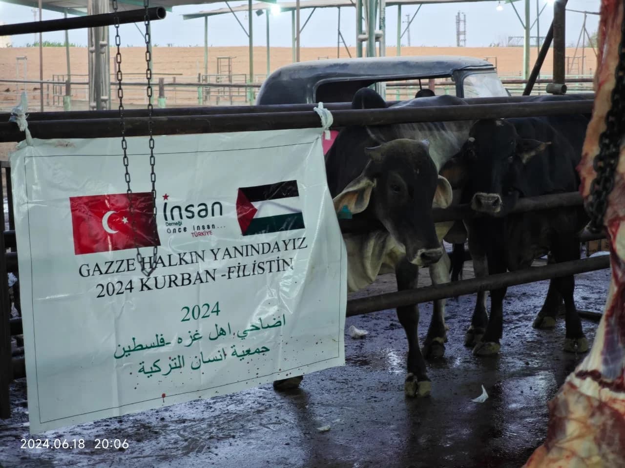 Filistin kurbanlık seçimi ve islami usullere uygun kurban hazırlığı